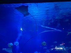 -烟台海昌鲸鲨海洋公园