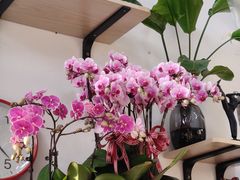 -FEI FEI FLOWER鲜花店·气球派对·宝宝宴布置(虹口德必运动Loft店)