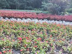 -黑龙江省森林植物园