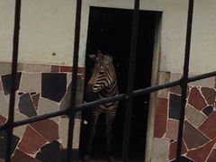 -保定市动物园