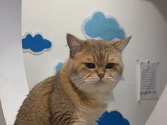 -柴迷FANS CLUB·柴犬狗咖·猫咖