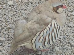 -青藏高原野生动物园