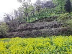 -盛世牡丹苑生态文化旅游区