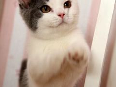 -Bastet sally猫舍购宠(静安店)