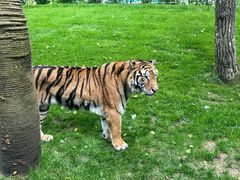 -北京野生动物园