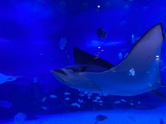 -烟台海昌鲸鲨海洋公园