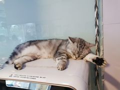 -平行世界·猫咖(首经贸店)