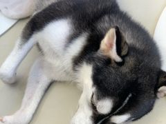 -怪兽屋·羊驼·猫咖·狗咖(俊华广场店)