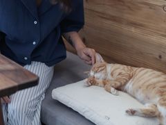 -知亘茶食