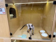 -袖虎猫馆(十亩地店)