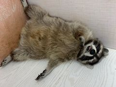 -浣熊柯尔鸭土拨鼠·电玩咖