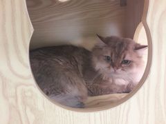 -猫十亿·布偶金渐层·曼基康矮脚猫舍(青年路店)