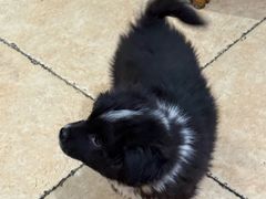 -三味鱼屋(琥珀山庄店)