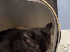 -佑安动物医院·全科·内窥镜中心(幸福巷店)