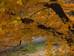 -遵化市禅林寺古银杏风景园