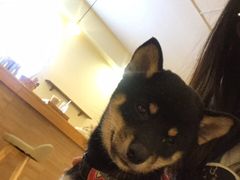 -柴犬小屋·柴餐厅·狗咖食堂(金鼎广场店)