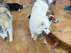 -Let's go狗咖·猫咖·奶狗·桌游(春熙路IFS店)