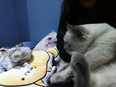 -喵的天空名猫咖啡馆·撸猫·猫舍·用品