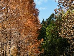 -白水寺森林公园