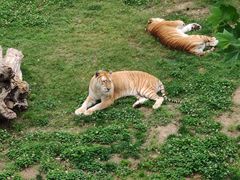 -西霞口神雕山野生动物世界