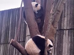 景点-成都大熊猫繁育研究基地