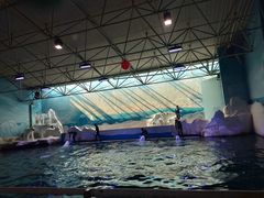 -秦皇岛乐岛海洋王国