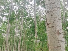 -仁和公园(顺义区)