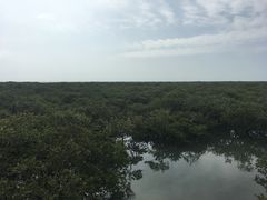 -北海金海湾红树林生态旅游区