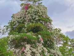 -深圳国际园林花卉博览园