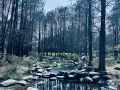 -上海共青森林公园