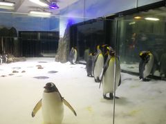-悉尼海洋生物水族馆