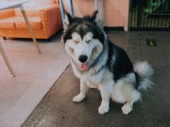 -百好乐宠物友好餐厅(朝外大街店)