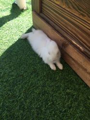 -萌宠亲子动物乐园(槐房万达店)