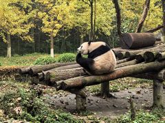 -都江堰中华大熊猫苑