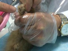 -纳吉亚猫专科动物医院博雅分院