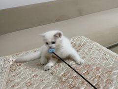 -喵zoo家庭繁育猫舍(尖东智能花园店)