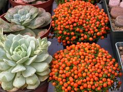 -秦美花卉(天朗·莱茵小城2期店)