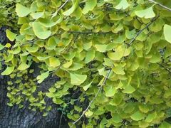 -大觉寺-停车场