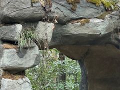 -中国大熊猫保护研究中心雅安碧峰峡基地