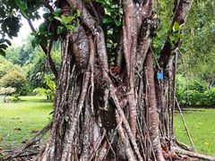 -中国科学院西双版纳热带植物园