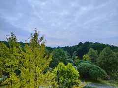 -铁山坪森林公园