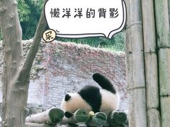 -都江堰中华大熊猫苑