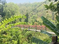 -西双版纳原始森林公园