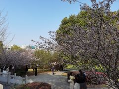 -武汉大学-樱园