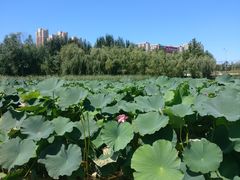 -前关湿地公园