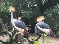 -广州长隆飞鸟乐园