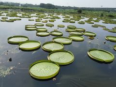 -荷塘月色湿地公园·向阳花洲