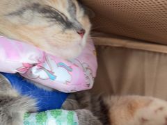 -伟伟宠物医院·瑞派猫友好医院·猫科(光谷店)