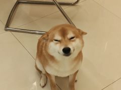 -萌宠之家·腊肠犬·马尔泰·小体犬舍
