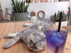 -拾壹cafe·工作室